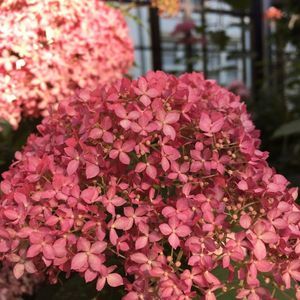 Meet your Posher, Benilda